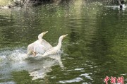 天机六爻吉林：罕见白鸬鹚连续两年“故地重游”