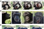 天机六爻国际最新研究：机器人“打哈欠” 黑猩猩被传染