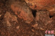 天机六爻江西发现蜘蛛新物种 为研究呵叻蛛属适应区域提供依据
