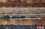 天机六爻歙县完成安徽首个县域生物多样性调查 共记录物种近4千种